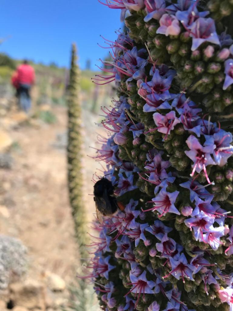 Finca Caboquitos Garafía Eksteriør bilde